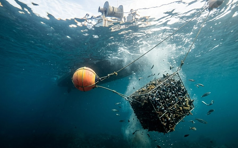 Marine aquaculture floating buoy